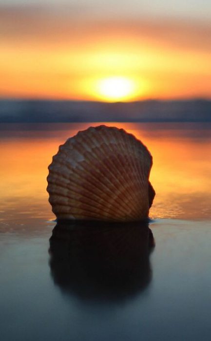 أشعة الشمس تعكس صورة الصدفة علي شاطئ البحر - صورة أشعة الشمس تعكس صورة الصدفة علي شاطئ البحر