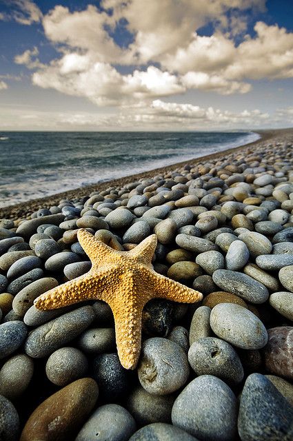 نجمة البحر فوق أجمل الشواطئ الحجرية الخلابة - صورة نجمة البحر فوق أجمل الشواطئ الحجرية الخلابة