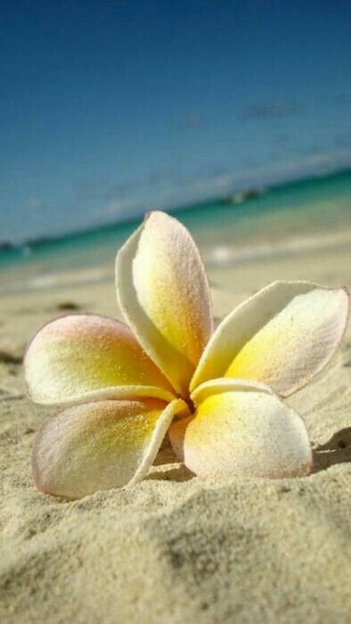 وردة بيضاء جميلة ورقيقة علي رمال شاطئ البحر - صورة وردة بيضاء جميلة ورقيقة علي رمال شاطئ البحر
