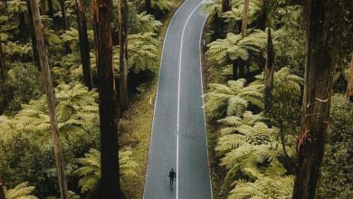 طبيعية طريق بين اجمل طريق اشجار فى اجمل غابة 390x220 - صور طبيعية طريق بين اجمل طريق اشجار فى اجمل غابة