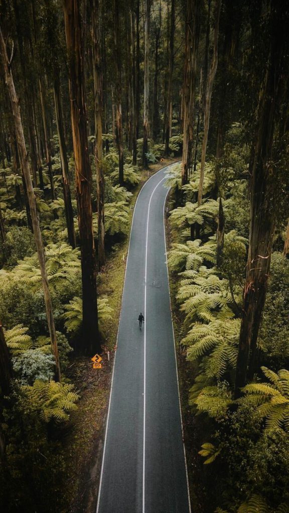 صور طبيعية طريق بين اجمل طريق اشجار فى اجمل غابة صورة