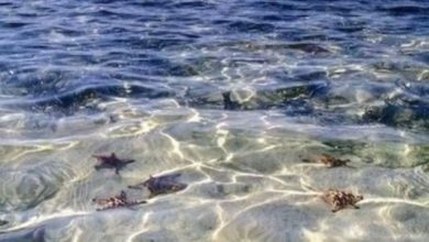 أسماك نجوم البحر تسبح بالقرب من الشاطئ تحت المياه الشفافه 390x220 - صورة أسماك نجوم البحر تسبح بالقرب من الشاطئ تحت المياه الشفافه