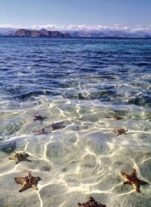 أسماك نجوم البحر تسبح بالقرب من الشاطئ تحت المياه الشفافه - صورة أسماك نجوم البحر تسبح بالقرب من الشاطئ تحت المياه الشفافه