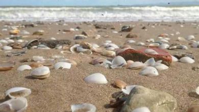 الشاطئ ورماله الناعمه ملئ بالأصداف الصغيرة 390x220 - صورة الشاطئ ورماله الناعمه ملئ بالأصداف الصغيرة