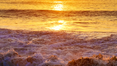 الشمس الساطعة وأشعتها الذهبية تعلو مياه البحر الذهبي 390x220 - صورة الشمس الساطعة وأشعتها الذهبية تعلو مياه البحر الذهبي