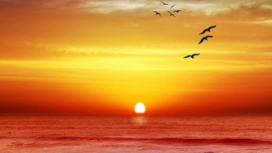 الطيور تحلق امام أشعة الشمس فوق مياه البحر الذهبي وقت الغروب 390x220 - صورة الطيور تحلق امام أشعة الشمس فوق مياه البحر الذهبي وقت الغروب