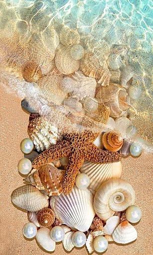 شاطئ البحر النقي الشفاف ملئ بالصدف والحلزون والؤلؤ ونجمة البحر - صورة شاطئ البحر النقي الشفاف ملئ بالصدف والحلزون والؤلؤ ونجمة البحر