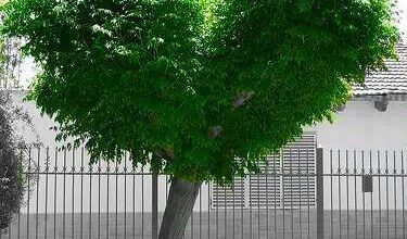 شجرة الاحباب رومانسيه جدا 375x220 - صورة شجرة الاحباب رومانسيه جدا