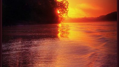 ضوء الشمس يخرج من وراء الأشجار الخضاء لينير مياه البحر بلون ذهبي جميل 390x220 - صورة ضوء الشمس يخرج من وراء الأشجار الخضاء لينير مياه البحر بلون ذهبي جميل