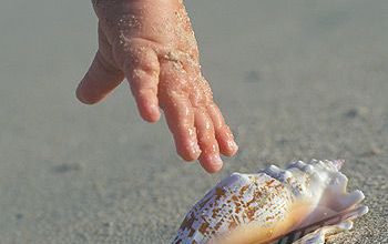 طفل صغير يمسك صدفة جميلة علي رمل شاطئ البحر 350x220 - صورة طفل صغير يمسك صدفة جميلة علي رمل شاطئ البحر