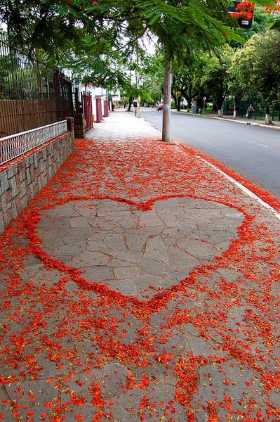قلب احمر من الورد الاحمر رومانسى - صورة قلب احمر من الورد الاحمر رومانسى