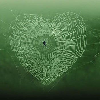 قلب رومانسى من خيوط العنكبوت - صورة قلب رومانسى من خيوط العنكبوت