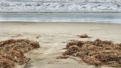 ممشي خشبي علي الشاطئ مغطي بالرمال الناعمه 390x220 - صورة ممشي خشبي علي الشاطئ مغطي بالرمال الناعمه