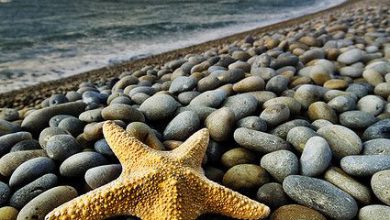 نجمة البحر فوق أجمل الشواطئ الحجرية الخلابة 390x220 - صورة نجمة البحر فوق أجمل الشواطئ الحجرية الخلابة