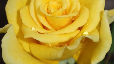 وردة صفراء رائعة الجمال 390x220 - صورة وردة صفراء رائعة الجمال
