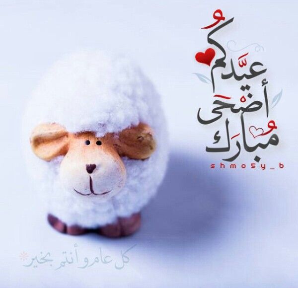 عيدكم أضحي مبارك وأجمل خروف العيد - صور عيدكم أضحي مبارك وأجمل خروف العيد