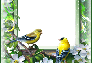 للصور اجمل عصافير الحب والربيع 319x220 - فريمات للصور اجمل عصافير الحب والربيع