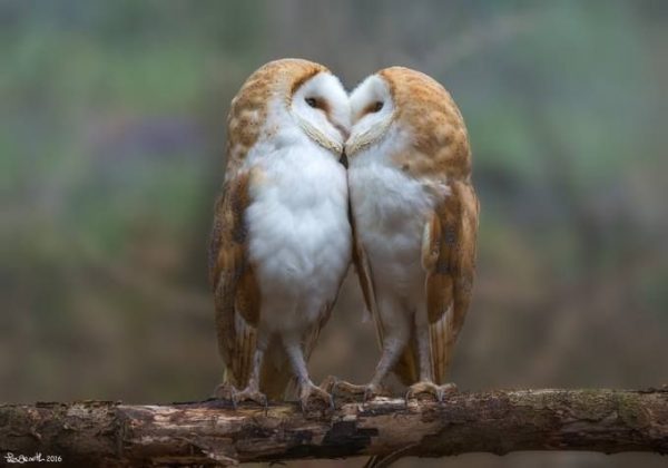 صور لطير الحب - اقوى صور لطير الحب