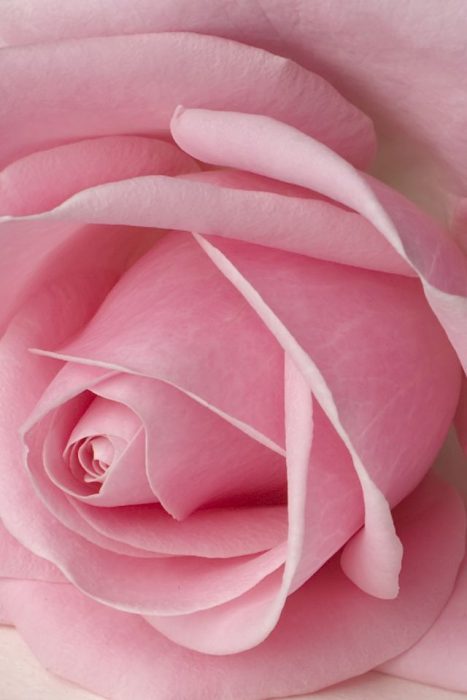 اجمل الورود بمبى - صورة اجمل الورود بمبى