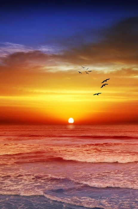 الطيور تحلق امام أشعة الشمس فوق مياه البحر الذهبي وقت الغروب - صورة الطيور تحلق امام أشعة الشمس فوق مياه البحر الذهبي وقت الغروب
