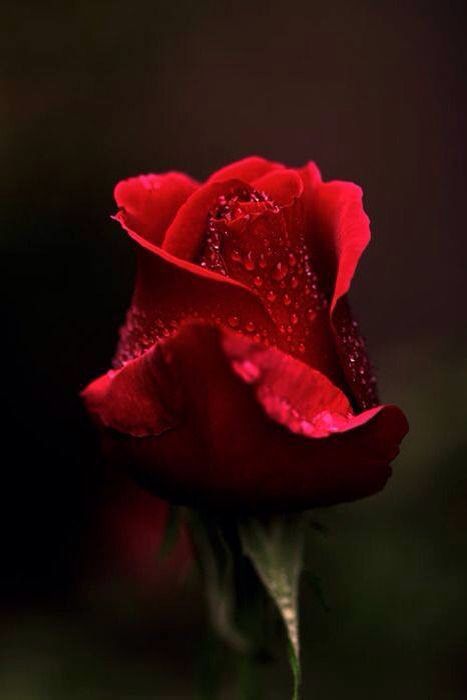صورة الوردة الحمراء الوحيدة حزينه - صورة الوردة الحمراء الوحيدة حزينه