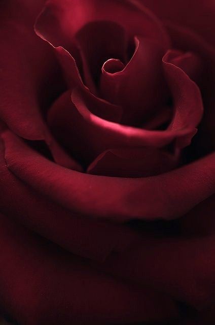 صور عن الورد - صورة صور عن الورد