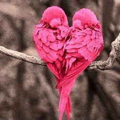 طيور الحب الرقيقة تشكل قلب رائع الجمال - صورة طيور الحب الرقيقة تشكل قلب رائع الجمال