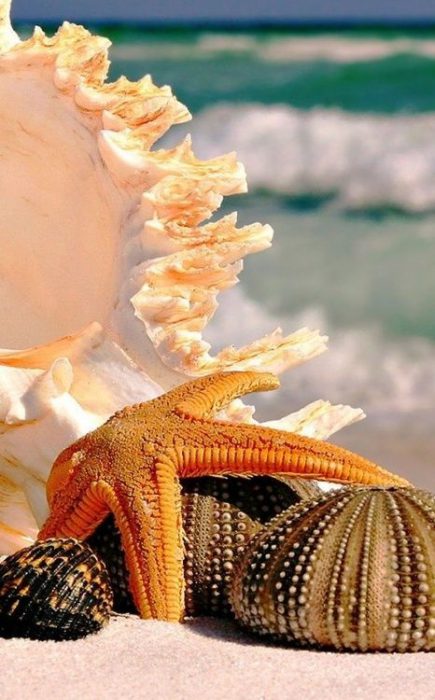 نجمة البحر البرتقالية وأصداف جميلة علي شاطئ البحر للزينة - صورة نجمة البحر البرتقالية وأصداف جميلة علي شاطئ البحر للزينة