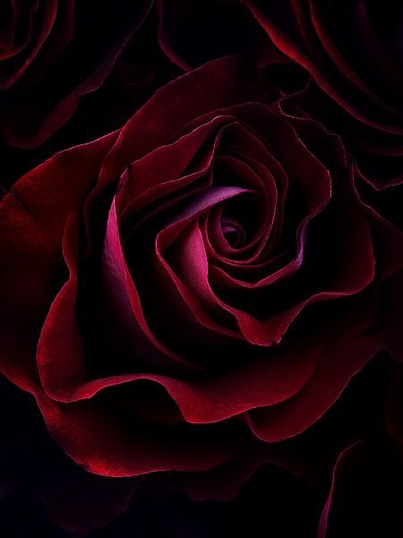 صورة وردة حمراء غامقة رومانسيه لعيد الحب - صورة وردة حمراء غامقة رومانسيه لعيد الحب