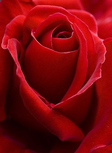 وردة حمراء لعيد الحب - صورة وردة حمراء لعيد الحب