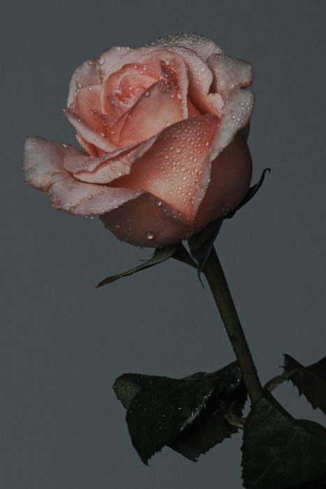 وردة سيمونى جميلة - صورة وردة سيمونى جميلة
