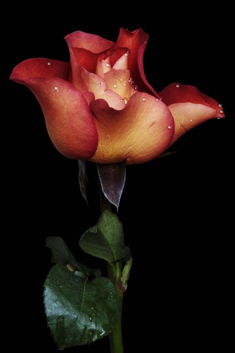 وردة شبه الكاس جميلة - صورة وردة شبه الكاس جميلة