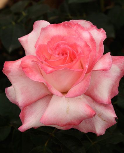 وردة مفتحة جميلة جدا وردى اللون - صورة وردة مفتحة جميلة جدا وردى اللون