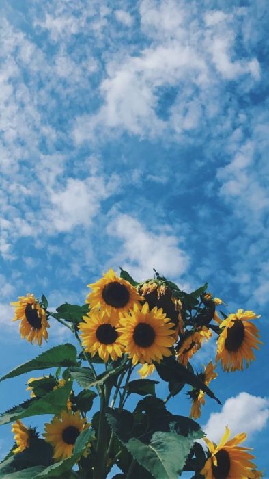 الطبيعة زهور عباد الشمس وسط السماء - صور الطبيعة زهور عباد الشمس وسط السماء