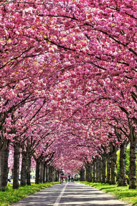 الطبيعة طريق بين اشجار كثيفة مليئة بزهور وردية - صور الطبيعة طريق بين اشجار كثيفة مليئة بزهور وردية