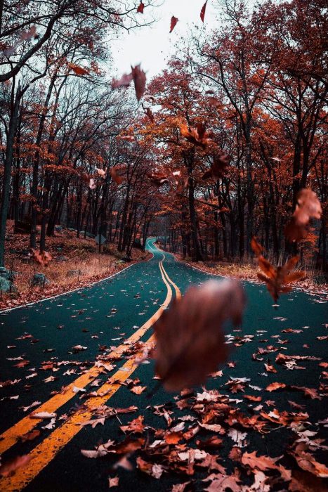 الطبيعة طريق سيارات مغطى بورق الشجر فى فصل الخريف - صور الطبيعة طريق سيارات مغطى بورق الشجر فى فصل الخريف