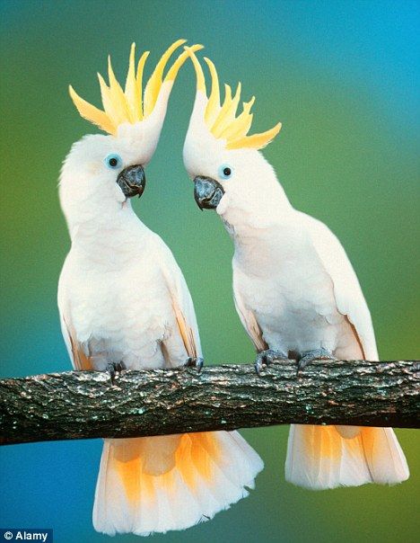 صور جديدة حلوة عن الطيور الرومانسية - صور جديدة حلوة عن الطيور الرومانسية