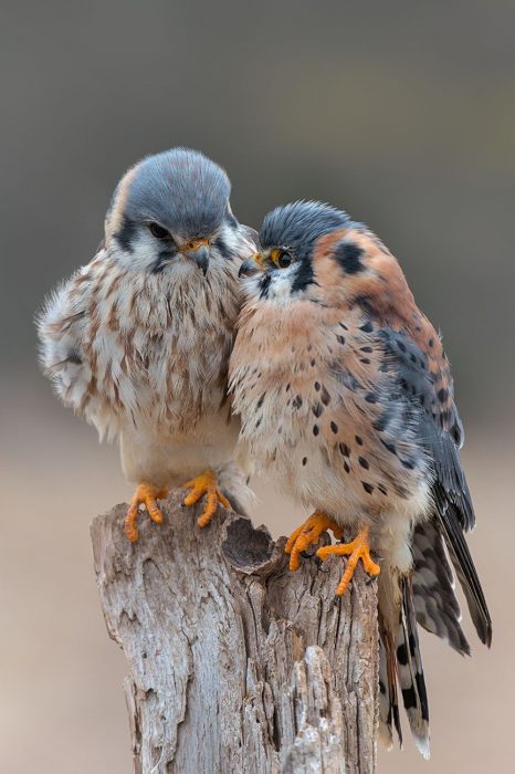 صور جميله عن الطيور ورومانسية قوية - صور جميله عن الطيور ورومانسية قوية