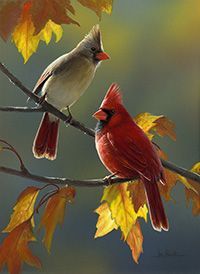 حلوه عن الطيور والحب - صور حلوه عن الطيور والحب