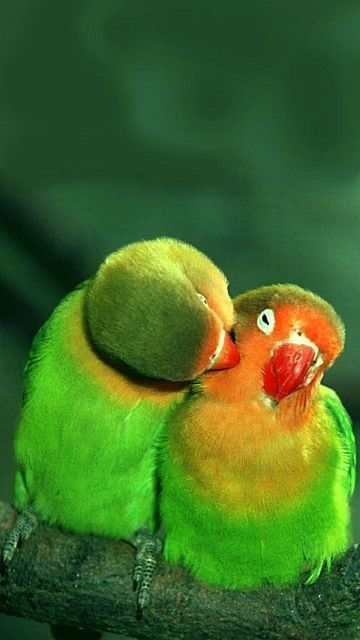 طير تحفة قوى والحب الرومانسى - صور طير تحفة قوى والحب الرومانسى