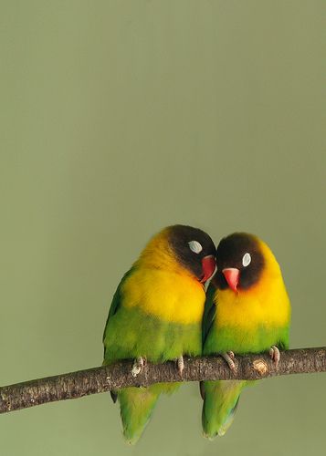 طير لطيف قوى والحب الرومانسى - صور طير لطيف قوى والحب الرومانسى