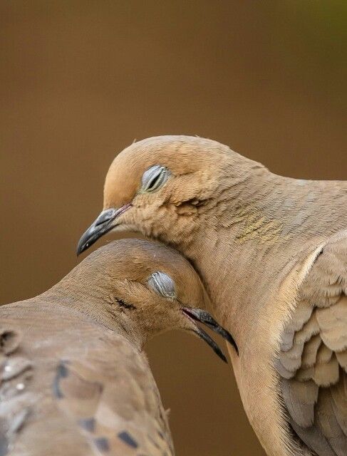 ظريفة عن الطيور والحب - صور ظريفة عن الطيور والحب