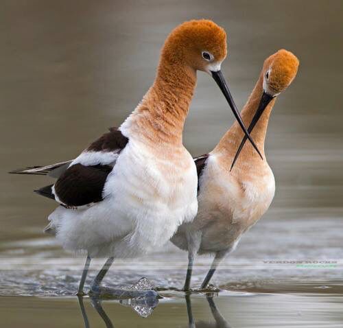 ظريفة عن الطيور ورومانسية تحفة - صور ظريفة عن الطيور ورومانسية تحفة