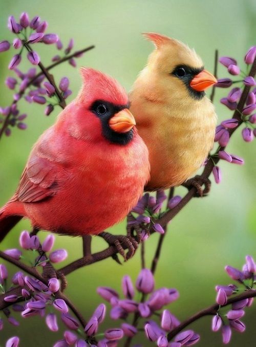 لطيفة عن الطيور ورومانسية حلوه - صور لطيفة عن الطيور ورومانسية حلوه
