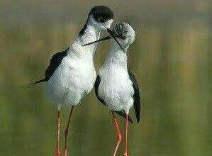 صور اجمل طيور فى العالم رومانسيه 299x220 - صور اجمل طيور فى العالم رومانسيه