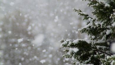 الطبيعة تساقط الثلوج على الاشجار 390x220 - صور الطبيعة تساقط الثلوج على الاشجار