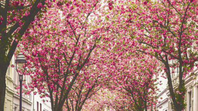 صور الطبيعة طريق بين المنازل مغطى بالزهور والاشجار 390x220 - صور الطبيعة طريق بين المنازل مغطى بالزهور والاشجار
