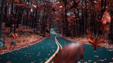 الطبيعة طريق سيارات مغطى بورق الشجر فى فصل الخريف 390x220 - صور الطبيعة طريق سيارات مغطى بورق الشجر فى فصل الخريف