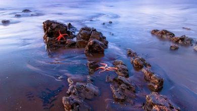 الطبيعة نجمة البحر عند المحيط 390x220 - صور الطبيعة نجمة البحر عند المحيط