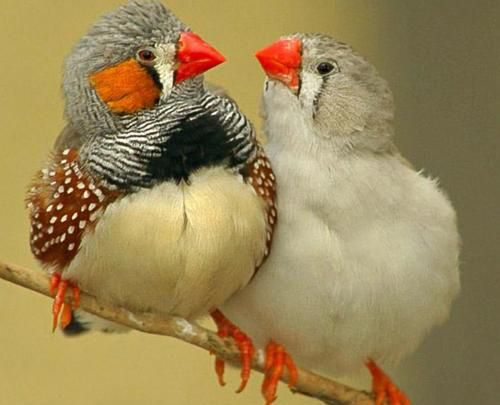 جديدة تحفة عن الطيور الرومانسية 500x405 - صور جديدة تحفة عن الطيور الرومانسية